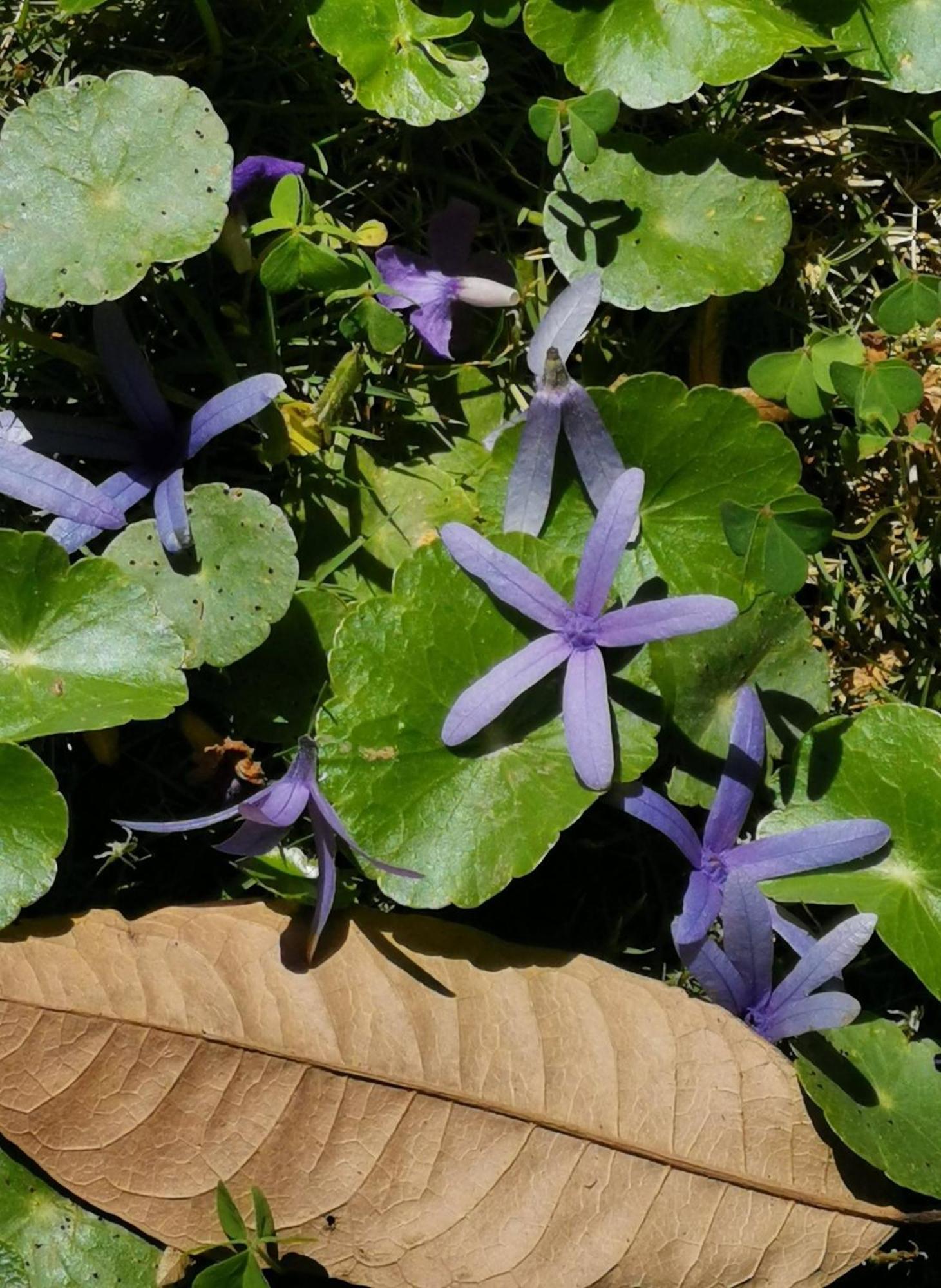 Tia Du Villa Homestay Da Lat Kültér fotó